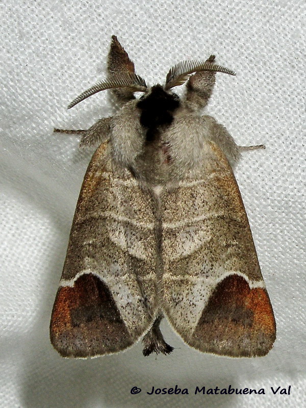 Clostera curtula - Notodontidae